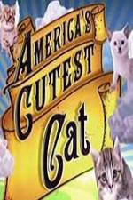 Watch America's Cutest Cat Afdah