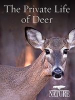 Watch The Private Life of Deer Afdah