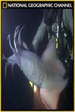 Watch National Geographic Hooked Squid Invasion Afdah