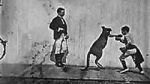 Watch The Boxing Kangaroo (Short 1896) Afdah