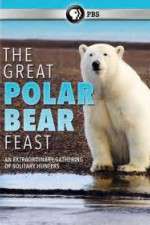 Watch The Great Polar Bear Feast Afdah