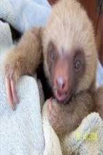 Watch Too Cute! Baby Sloths Afdah