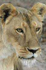 Watch Last Lioness: National Geographic Afdah