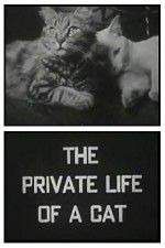 Watch The Private Life of a Cat Afdah