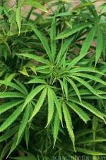 Watch Cannabis Whats The Harm Part 1 Afdah