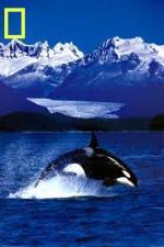 Watch National Geographic Killer Whales Of The Fjord Afdah