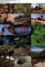 Watch National Geographic Wild - City Of Ants Afdah