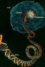 Watch Horizon: Miracle Cure? A Decade of the Human Genome Afdah