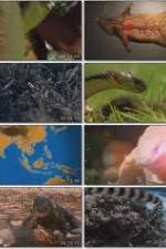 Watch National Geographic Wild : Deadliest Animals Asia Pacific Afdah