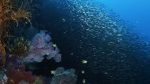 Watch Wild Window: Bejeweled Fishes Afdah