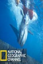 Watch National Geographic Shark Men Surfs Up Afdah