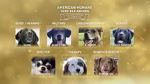 Watch American Humane Hero Dog Awards: 10th Anniversary Celebration (TV Special 2020) Afdah