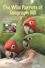 Watch The Wild Parrots of Telegraph Hill Afdah