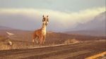 Watch Caminandes: Llama Drama (Short 2014) Afdah