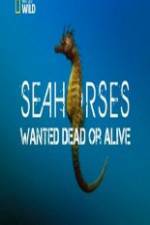 Watch National Geographic - Wild Seahorses Wanted Dead Or Alive Afdah
