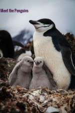 Watch Meet the Penguins Afdah