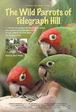 Watch The Wild Parrots of Telegraph Hill Afdah