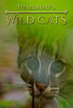 Watch Thailand's Wild Cats Afdah