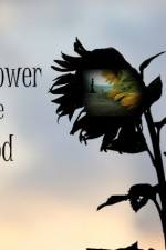 Watch The Sunflower and the Sun God Afdah
