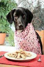 Watch The Truth About Your Dogs Food Afdah