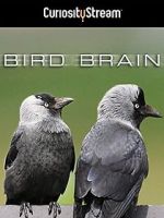 Watch Bird Brain Afdah