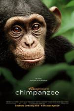 Watch Chimpanzee Afdah