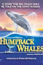 Watch Humpback Whales Afdah