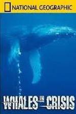 Watch National Geographic: Whales in Crisis Afdah