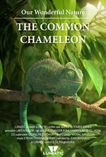 Watch Our Wonderful Nature - The Common Chameleon Afdah
