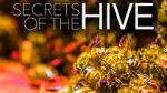 Watch Secrets of the Hive Afdah