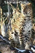 Watch National Geographic Leopard Queen Afdah