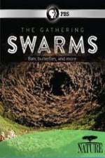 Watch Nature The Gathering Swarms Afdah