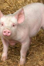 Watch Patent For A Pig: The Big Business of Genetics Afdah