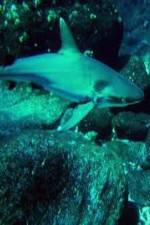 Watch National Geographic: Secret Shark Pits Afdah