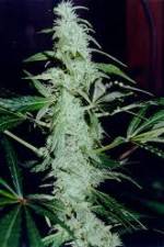 Watch Cannabis Whats The Harm Part 2 Afdah