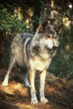 Watch National Geographic Wild - Inside the Wolf Pack Afdah