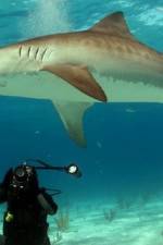 Watch Dive To Tiger Shark Central Afdah