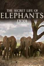Watch The Secret Life of Elephants Afdah