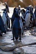 Watch Meet the Penguins Afdah