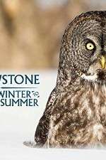 Watch Yellowstone Wildest Winter to Blazing Summer Afdah