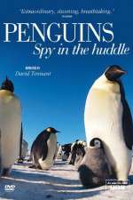 Watch Penguins Spy In The Huddle Afdah