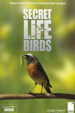 Watch Iolo's Secret Life of Birds Afdah