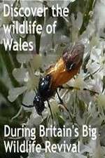 britain's big wildlife revival tv poster