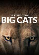Watch The Secret Lives of Big Cats Afdah