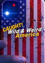 wild & weird america tv poster