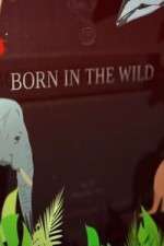 Watch Born In The Wild Afdah