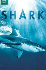 Watch Shark Afdah