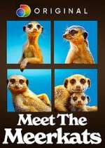 Watch Meet the Meerkats Afdah